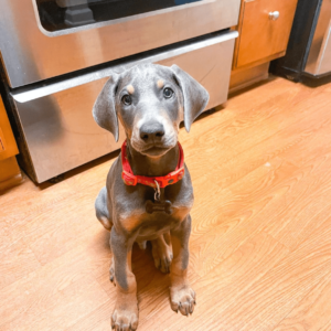 Doberman Pinscher puppy for adoption