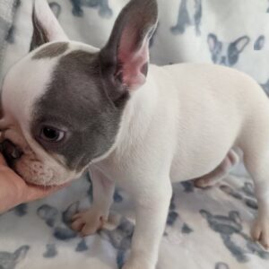 French Bulldog puppies for adoption