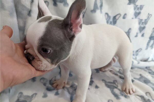 French Bulldog puppies for adoption