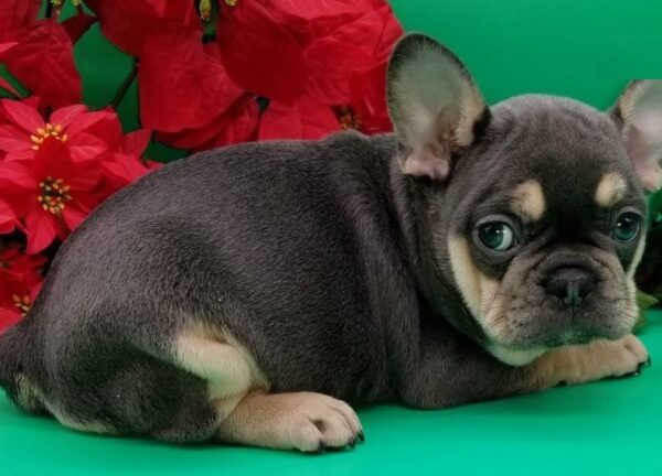 french bulldog puppy picture 1b50476a acf0 4300 8276 7b113966767c