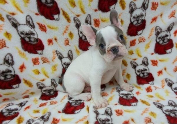 french bulldog puppy picture 5e415bab 23b8 4a7c aac3 b902cab6b531