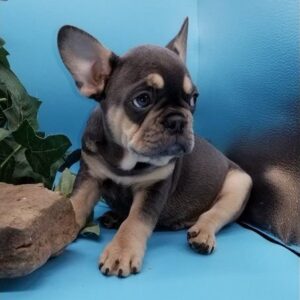 French Bulldog puppy adoption