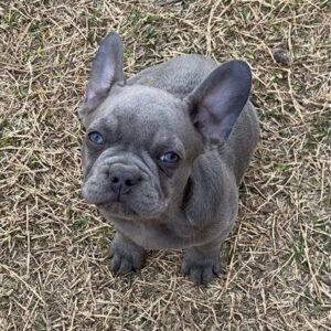 Blue French Bulldog Puppy for Adoption