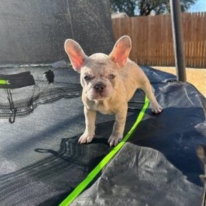 French Bulldog for adoption near me