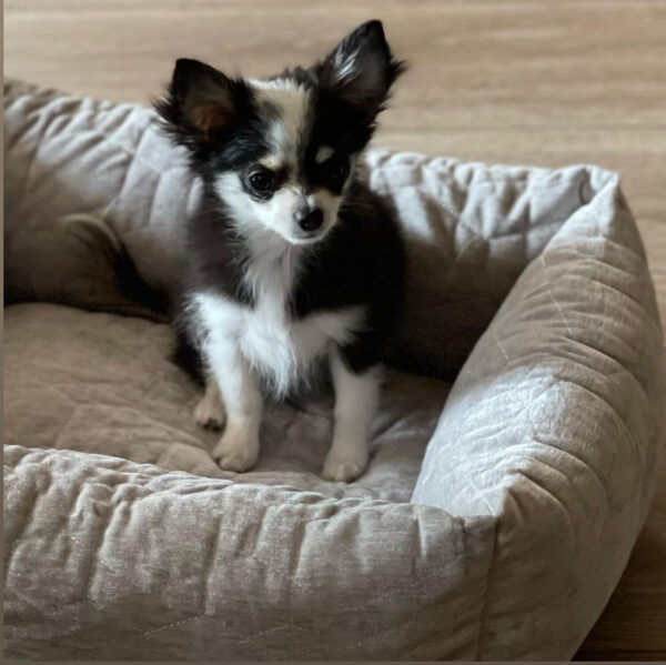 chihuahua puppies for adoption and rehoming