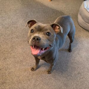 Lovable Pit bull for adoption