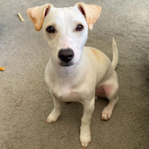 jack russell terrier for adoption near me