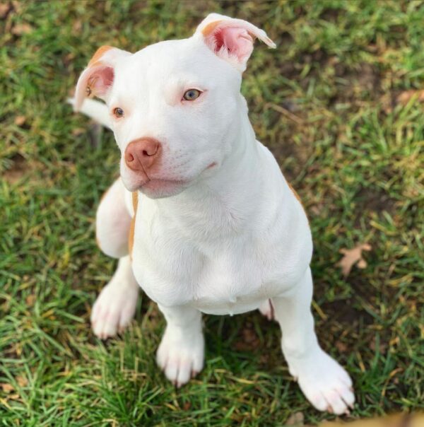 american pit bull terrier puppies for adoption