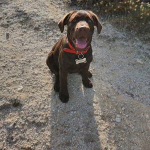 chocolate labrador retriever puppy for adoption