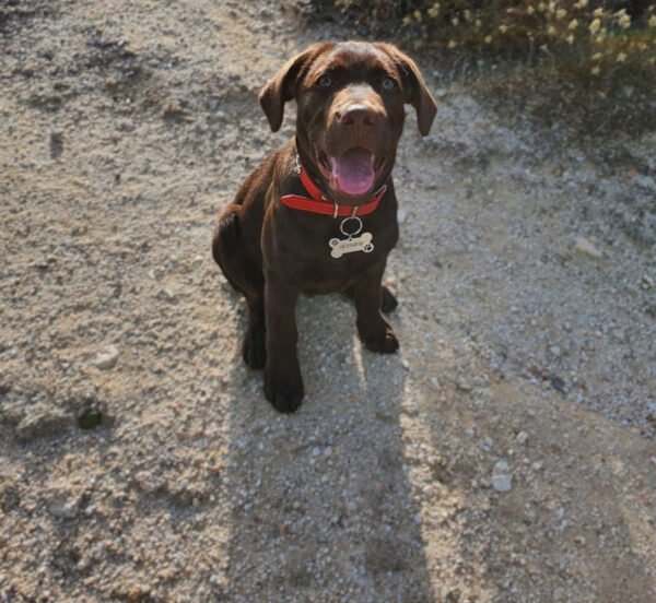 chocolate labrador retriever puppy for adoption