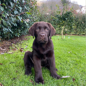 labrador retriever puppies for adoption near me