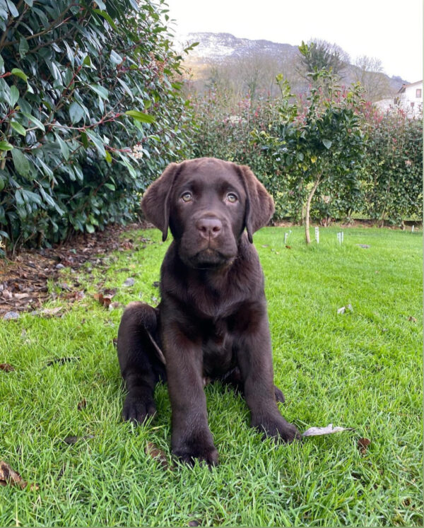 labrador retriever puppies for adoption near me