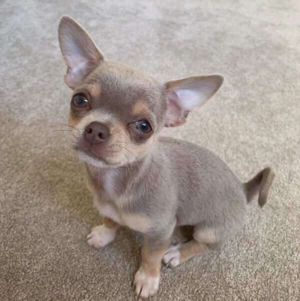 teacup chihuahua for adoption near me