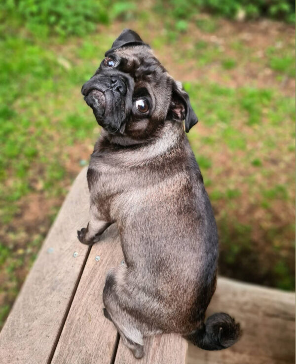 pug for adoption in california