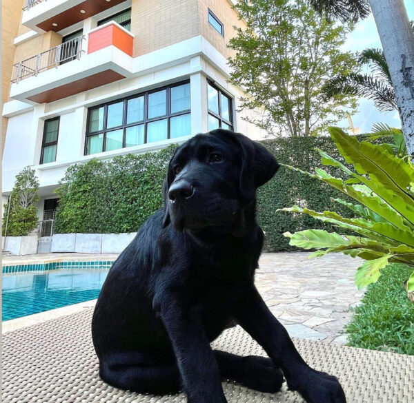 black labrador retriever puppies for adoption