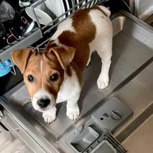 jack russell terrier for adoption