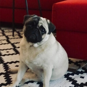 adult pug for adoption in usa