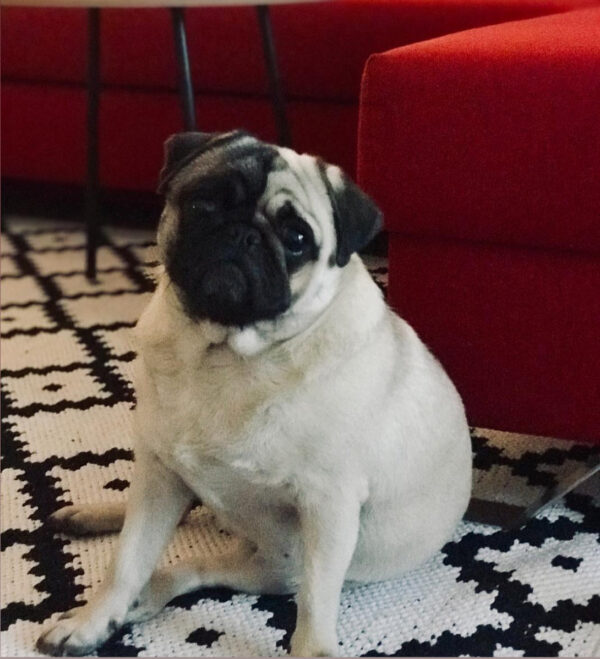 adult pug for adoption in usa