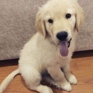 white golden retriever puppies for adoption