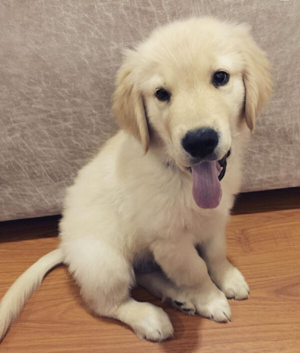 white golden retriever puppies for adoption