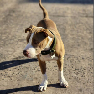 pit bull terrier for adoption