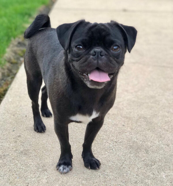 adopt a pug puppy near me