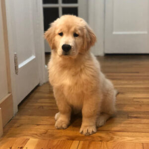 golden retriever puppy for adoption near me