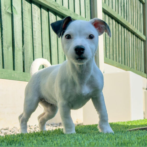 jack russell terrier puppies for adoption in indiana