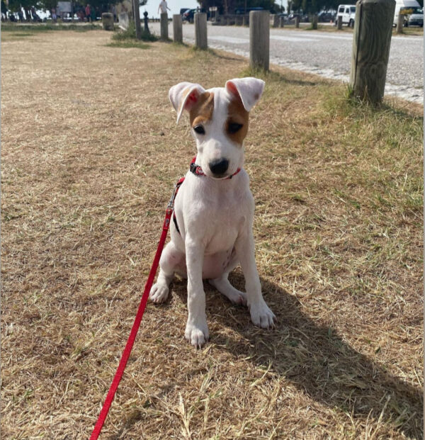 jack russell dogs for rehoming