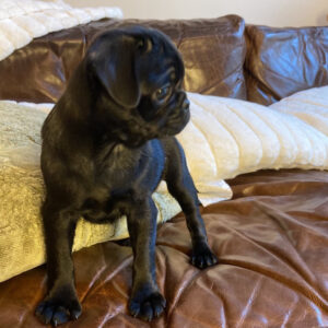 black pug puppies for adoption