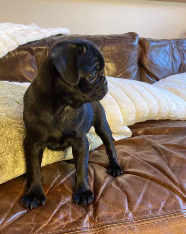 black pug puppies for adoption