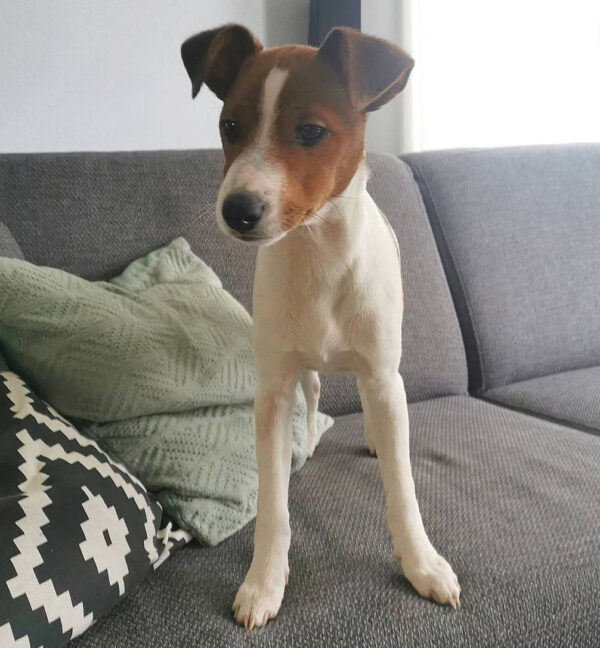 adopt jack russell terrier puppy