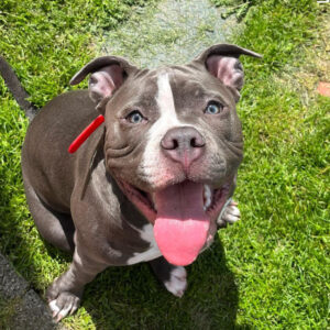 american pit bull terrier for adoption