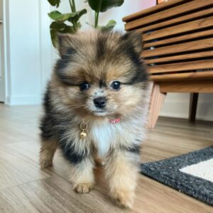 teacup pomeranian puppies for adoption