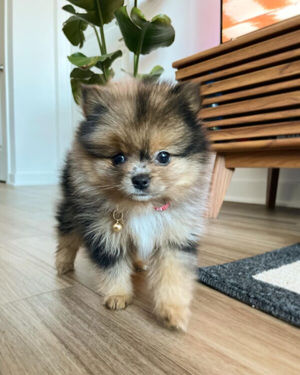 teacup pomeranian puppies for adoption