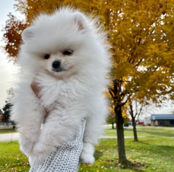 lovely healthy teacup pomeranian puppies for adoption