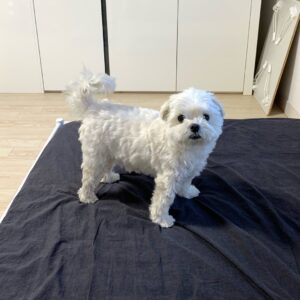 maltese puppies for adoption in nyc