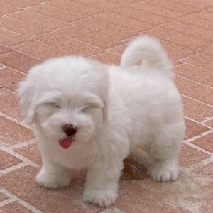 maltese puppies for adoption and rehoming