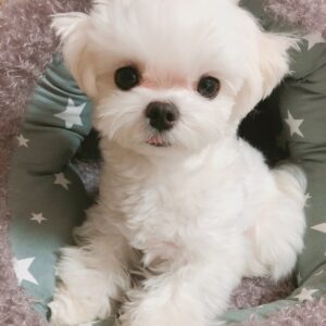 maltese puppies for adoption near me