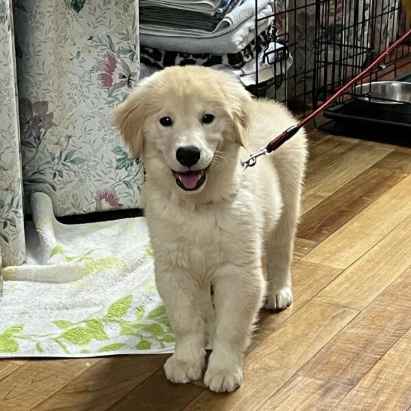 golden retriever puppies for adoption