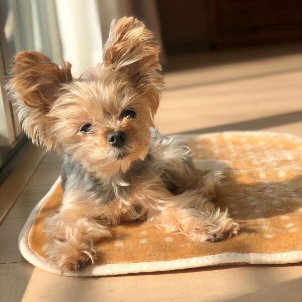 yorkshire terrier for adoption