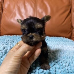 teacup yorkshire terrier puppies for adoption