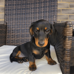 miniature dachshund for adoption near me