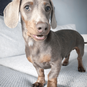 miniature dachshund for adoption in texas