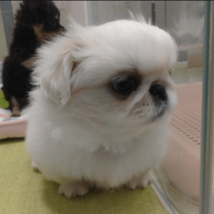 pekingese for adoption near me