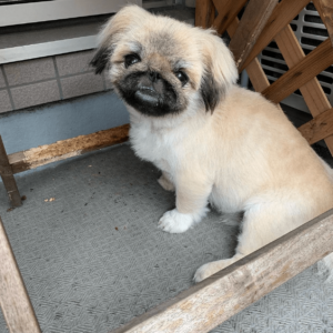 pekingese for adoption