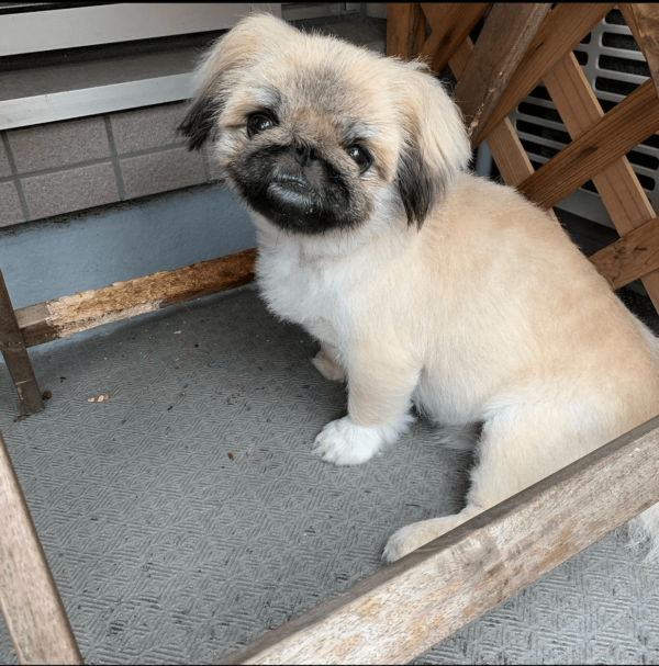 pekingese for adoption