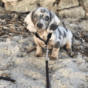 miniature dachshund for adoption