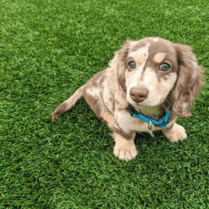 long haired miniature dachshund for adoption