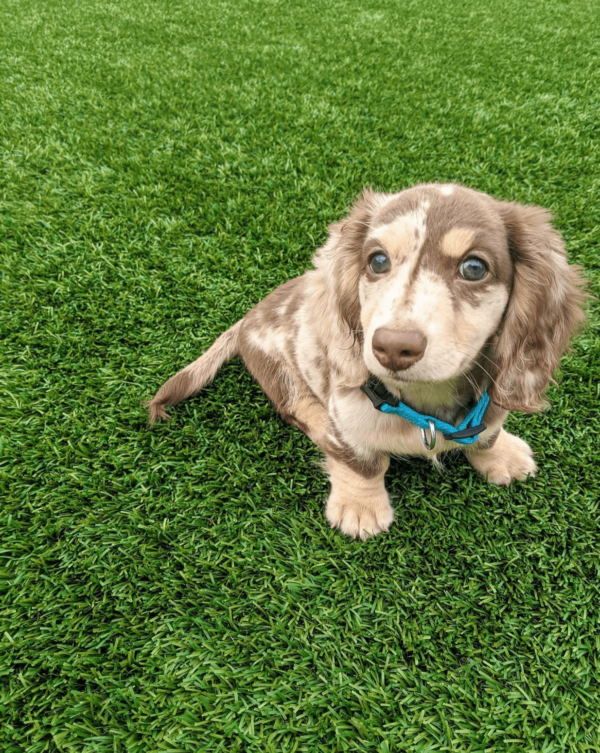 long haired miniature dachshund for adoption